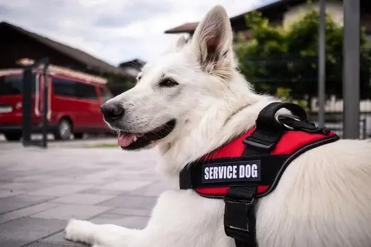 Tip Top K9 service dog training session